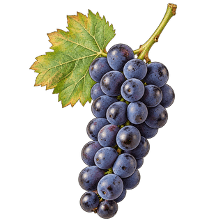 Abbuoto grape cluster