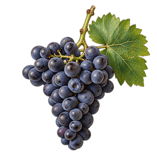 Abouriou grape cluster