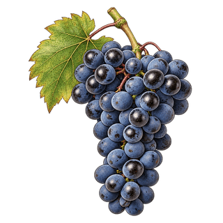 Acolon grape cluster