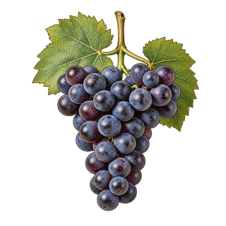 Agawam grape cluster