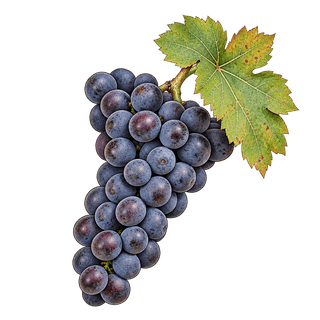 Agiorgitiko grape cluster