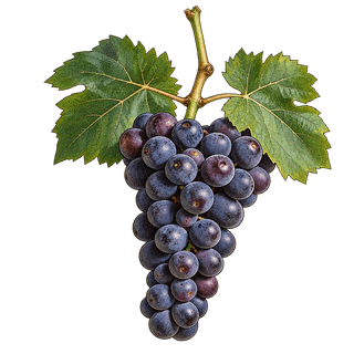 Aglianico grape cluster