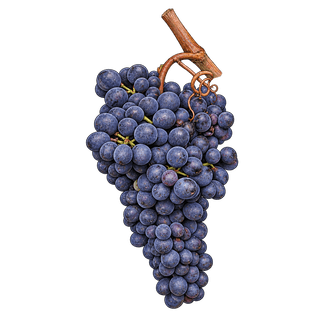 Albarossa grape cluster