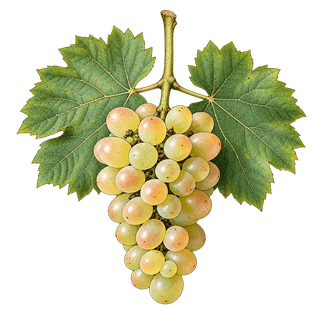 Altesse grape cluster