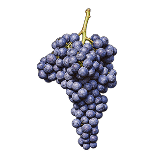 Ancellotta grape cluster