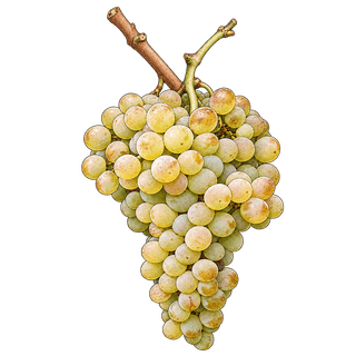 Antão Vaz grape cluster