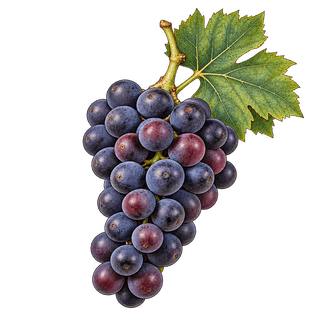 Aramon grape cluster