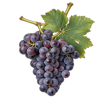 Arrouya grape cluster