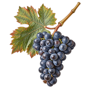 Aspiran Noir grape cluster
