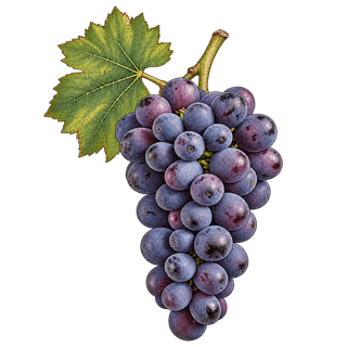 Autumn Royal grape cluster