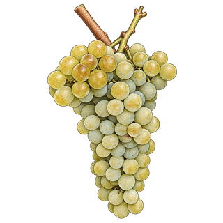 Avesso grape cluster