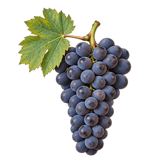 Băbească Neagră grape cluster