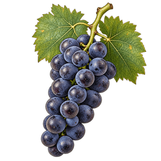 Baboso negro grape cluster