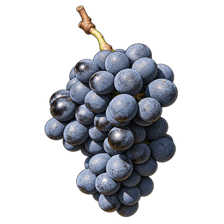 Baga grape cluster