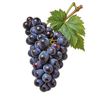 Barbera grape cluster
