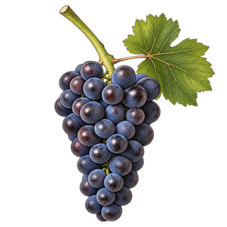 Bastardo grape cluster