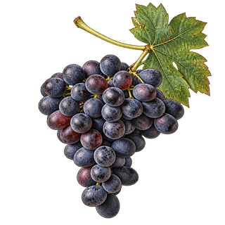 Black Muscat grape cluster