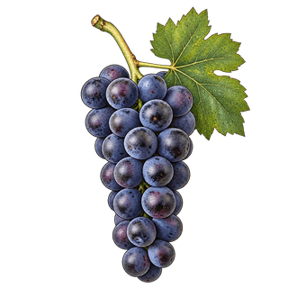Blatina grape cluster