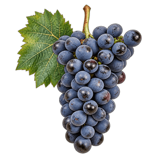 Blauburger grape cluster