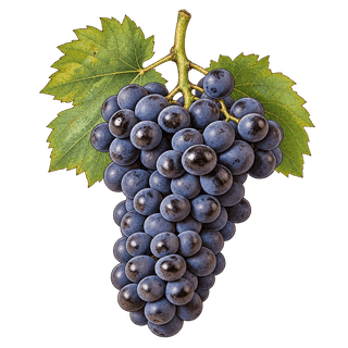 Blauer Portugieser grape cluster