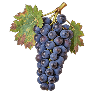 Blaufränkisch grape cluster