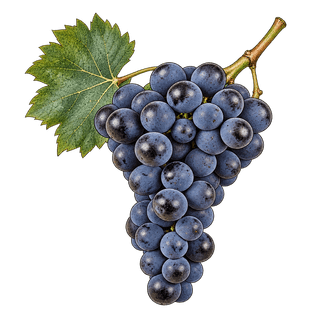 Bobal grape cluster