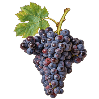 Brun Argenté grape cluster