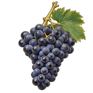 Cabernet Mitos grape cluster