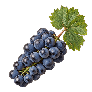 Caiño tinto grape cluster