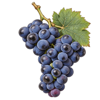 Caladoc grape cluster