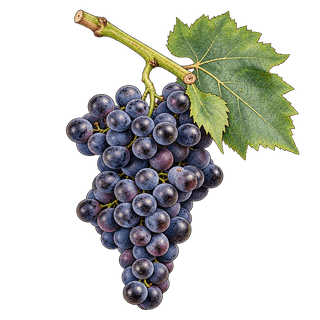 Calitor grape cluster