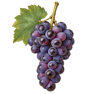 Campbell Early grape cluster