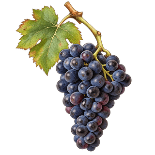 Carignan grape cluster