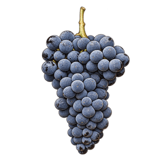 Castelão grape cluster