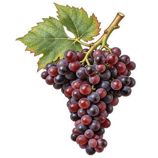 César grape cluster
