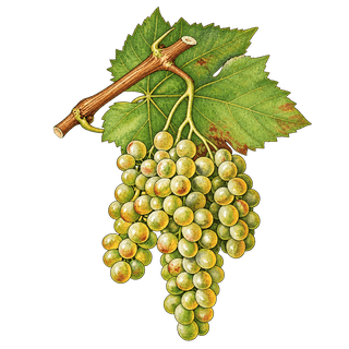 Claverie grape cluster