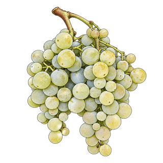 Cococciola grape cluster