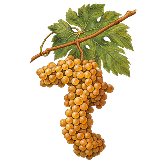 Coda di Volpe grape cluster