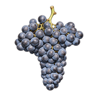 Colorino grape cluster