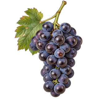 Concord grape cluster
