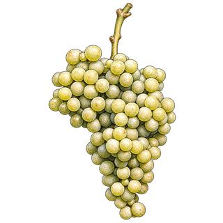 Cortese grape cluster