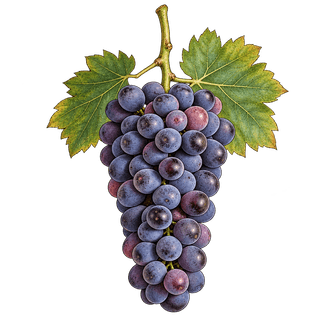 Corvina grape cluster