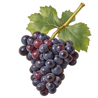 Counoise grape cluster