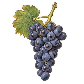 Croatina grape cluster