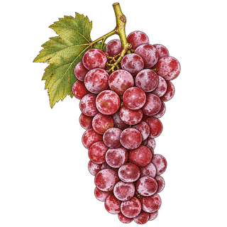 Delaware grape cluster