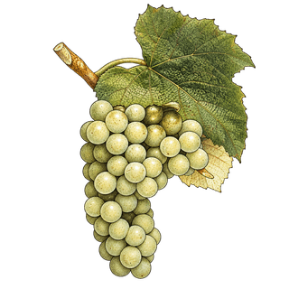 Diamond grape cluster