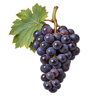 Dolcetto grape cluster