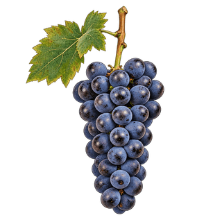 Domina grape cluster