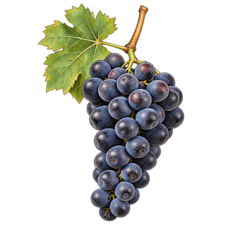 Dornfelder grape cluster