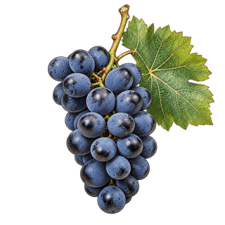 Dunkelfelder grape cluster